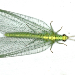 Apertochrysa edwardsi at Ainslie, ACT - 23 Nov 2019