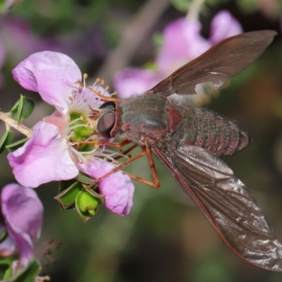 Comptosia insignis (A bee fly) at Hackett, ACT - 18 Nov 2019 by TimL