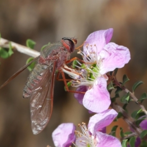 Comptosia insignis at Hackett, ACT - 19 Nov 2019