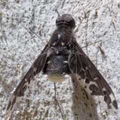 Anthrax sp. (genus) (Unidentified Anthrax bee fly) at Kambah, ACT - 24 Nov 2019 by Marthijn