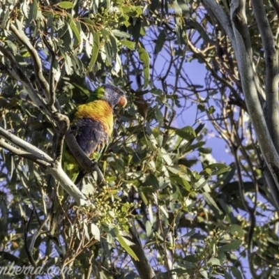 Trichoglossus moluccanus (Rainbow Lorikeet) at Hughes, ACT - 15 Nov 2019 by BIrdsinCanberra