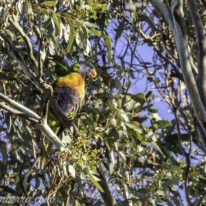 Trichoglossus moluccanus at Hughes, ACT - 16 Nov 2019