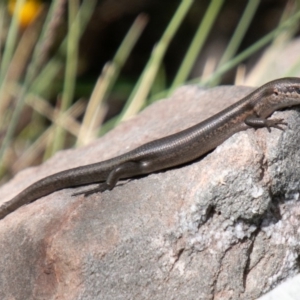 Pseudemoia entrecasteauxii at Cotter River, ACT - 23 Nov 2019