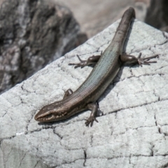 Pseudemoia entrecasteauxii at Cotter River, ACT - 23 Nov 2019