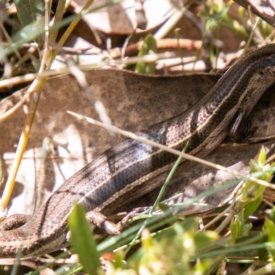 Acritoscincus duperreyi (Eastern Three-lined Skink) at Bimberi Nature Reserve - 23 Nov 2019 by SWishart