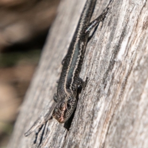 Pseudemoia spenceri at Cotter River, ACT - 23 Nov 2019