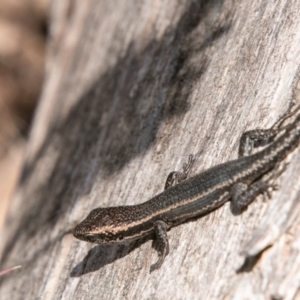 Pseudemoia spenceri at Cotter River, ACT - 23 Nov 2019