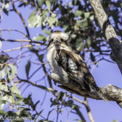 Dacelo novaeguineae (Laughing Kookaburra) at Garran, ACT - 15 Nov 2019 by BIrdsinCanberra