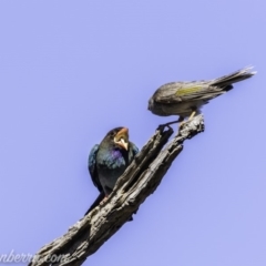 Eurystomus orientalis (Dollarbird) at Garran, ACT - 16 Nov 2019 by JonSteinbeck