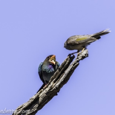 Eurystomus orientalis (Dollarbird) at Garran, ACT - 15 Nov 2019 by BIrdsinCanberra