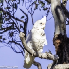 Cacatua sanguinea (Little Corella) at Garran, ACT - 16 Nov 2019 by BIrdsinCanberra