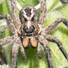 Venatrix sp. (genus) (Unidentified Venatrix wolf spider) at Cotter River, ACT - 23 Nov 2019 by SWishart