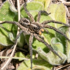 Venatrix sp. (genus) at Cotter River, ACT - 23 Nov 2019