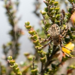 Araneus hamiltoni (Hamilton's Orb Weaver) at Cotter River, ACT - 23 Nov 2019 by SWishart