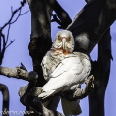 Cacatua tenuirostris (Long-billed Corella) at Garran, ACT - 16 Nov 2019 by BIrdsinCanberra