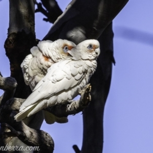 Cacatua tenuirostris at Garran, ACT - 16 Nov 2019