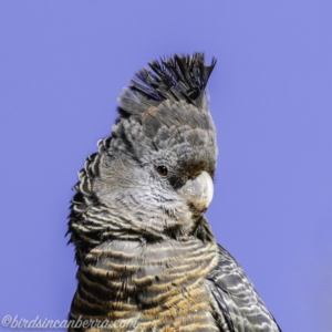 Callocephalon fimbriatum at Garran, ACT - 16 Nov 2019