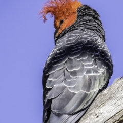 Callocephalon fimbriatum at Garran, ACT - 16 Nov 2019