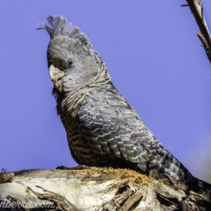 Callocephalon fimbriatum at Garran, ACT - 16 Nov 2019