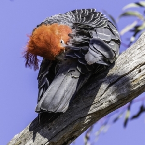 Callocephalon fimbriatum at Garran, ACT - 16 Nov 2019