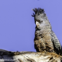 Callocephalon fimbriatum at Garran, ACT - 16 Nov 2019