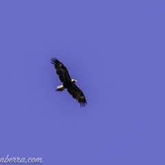 Aquila audax (Wedge-tailed Eagle) at Red Hill, ACT - 15 Nov 2019 by BIrdsinCanberra