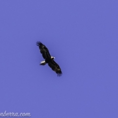 Aquila audax (Wedge-tailed Eagle) at Red Hill, ACT - 16 Nov 2019 by JonSteinbeck