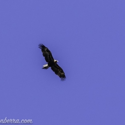 Aquila audax (Wedge-tailed Eagle) at Red Hill, ACT - 16 Nov 2019 by JonSteinbeck