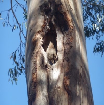 Callocephalon fimbriatum (Gang-gang Cockatoo) at Federal Golf Course - 24 Nov 2019 by KShonk