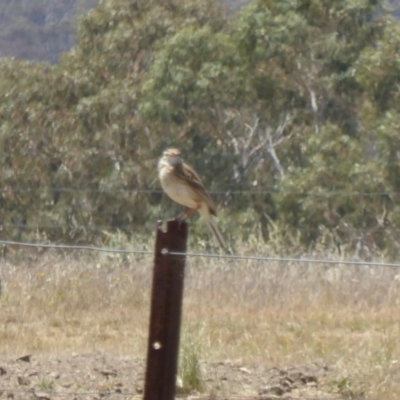 Anthus australis (Australian Pipit) at Hackett, ACT - 24 Nov 2019 by AndyRussell