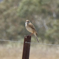 Anthus australis at Hackett, ACT - 24 Nov 2019 12:22 PM