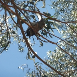 Callocephalon fimbriatum at Red Hill, ACT - 24 Nov 2019