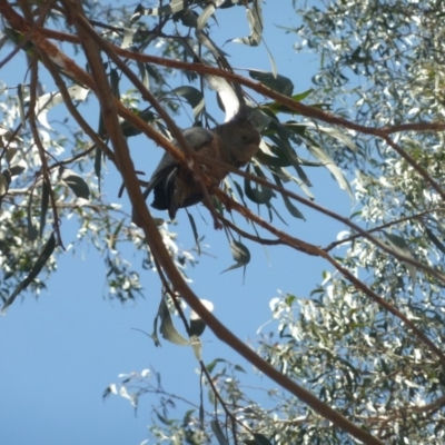 Callocephalon fimbriatum (Gang-gang Cockatoo) at GG75 - 24 Nov 2019 by KShonk