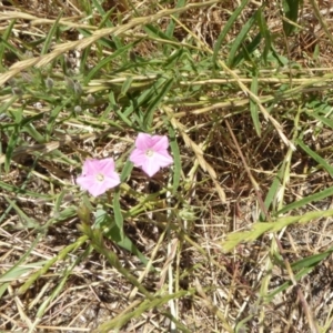 Convolvulus angustissimus subsp. angustissimus at Hackett, ACT - 24 Nov 2019