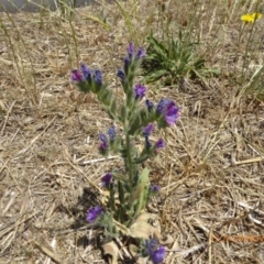 Echium plantagineum (Paterson's Curse) at Hackett, ACT - 24 Nov 2019 by AndyRussell