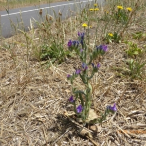 Echium plantagineum at Hackett, ACT - 24 Nov 2019