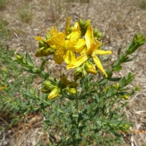 Hypericum perforatum at Hackett, ACT - 24 Nov 2019