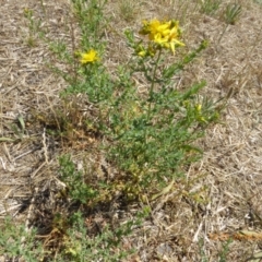 Hypericum perforatum at Hackett, ACT - 24 Nov 2019