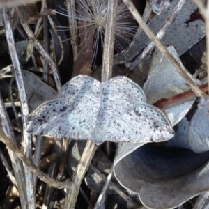 Taxeotis intextata at Aranda, ACT - 23 Nov 2019 04:50 PM