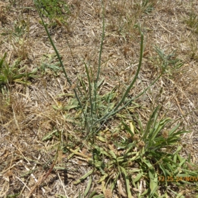 Chondrilla juncea (Skeleton Weed) at Hackett, ACT - 24 Nov 2019 by AndyRussell