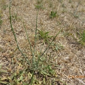 Chondrilla juncea at Hackett, ACT - 24 Nov 2019