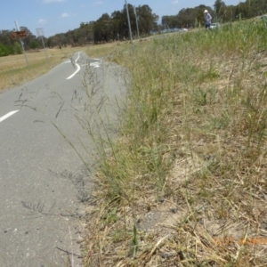 Eragrostis curvula at Hackett, ACT - 24 Nov 2019