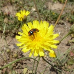 Dicranolaius villosus (Melyrid flower beetle) at Hackett, ACT - 24 Nov 2019 by AndyRussell