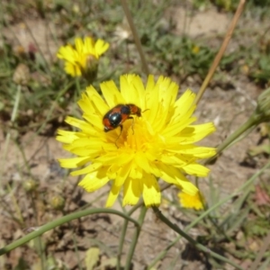 Dicranolaius villosus at Hackett, ACT - 24 Nov 2019 12:30 PM