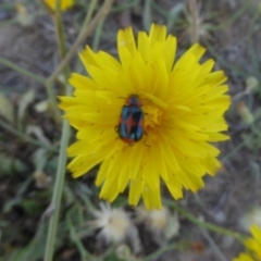 Dicranolaius villosus at Hackett, ACT - 24 Nov 2019 12:30 PM