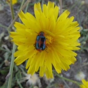 Dicranolaius villosus at Hackett, ACT - 24 Nov 2019 12:30 PM