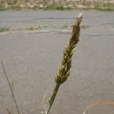Lolium arundinaceum (Tall Fescue) at Hackett, ACT - 24 Nov 2019 by AndyRussell