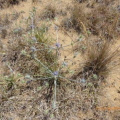 Eryngium ovinum (Blue Devil) at Hackett, ACT - 24 Nov 2019 by AndyRussell