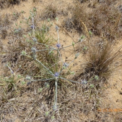 Eryngium ovinum (Blue Devil) at Yarramundi Grassland
 - 24 Nov 2019 by AndyRussell