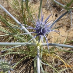 Eryngium ovinum at Hackett, ACT - 24 Nov 2019 12:34 PM